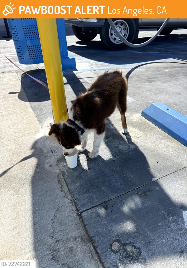 Found/Stray Female Dog last seen Venice Blvd. and La Brea Avenue, currently being held at QuikWash La Brea, Los Angeles, CA 90019