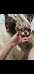 Lost Male Dog last seen Badillo and Valencia , Covina, CA 91723