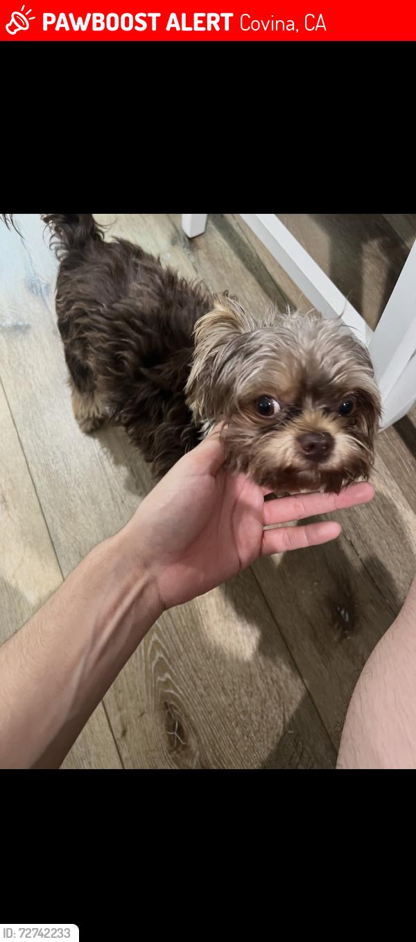 Lost Male Dog last seen Badillo and Valencia , Covina, CA 91723