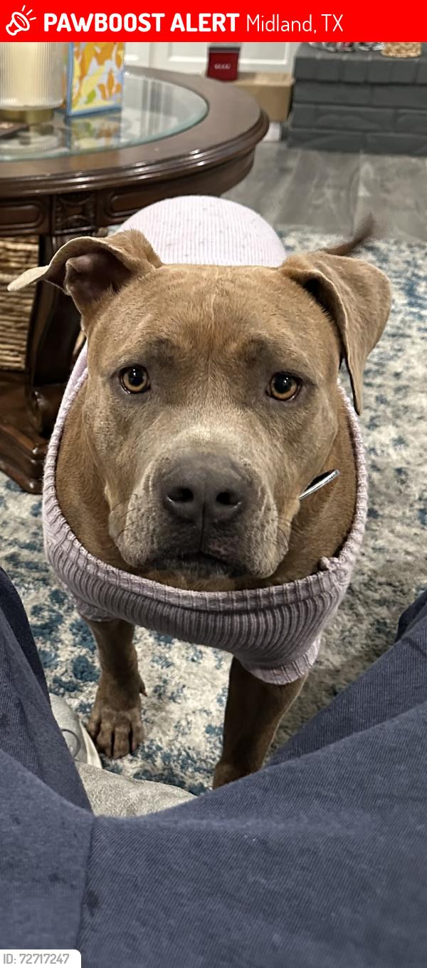 Lost Female Dog last seen Loop 250 and A st, Midland, TX 79705