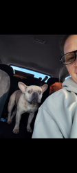 Lost Male Dog last seen Whitten fire department , Van Zandt County, TX 75103