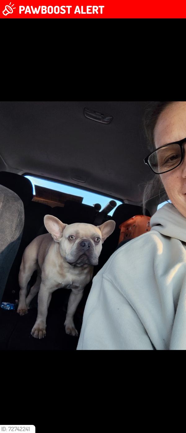 Lost Male Dog last seen Whitten fire department , Van Zandt County, TX 75103