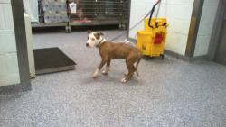 Shelter Stray Male Dog last seen CHARLOTTE, 8315 Byrum Dr, Charlotte, NC 28217, USA