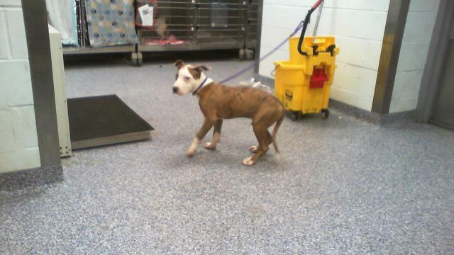 Shelter Stray Male Dog last seen CHARLOTTE, 8315 Byrum Dr, Charlotte, NC 28217, USA