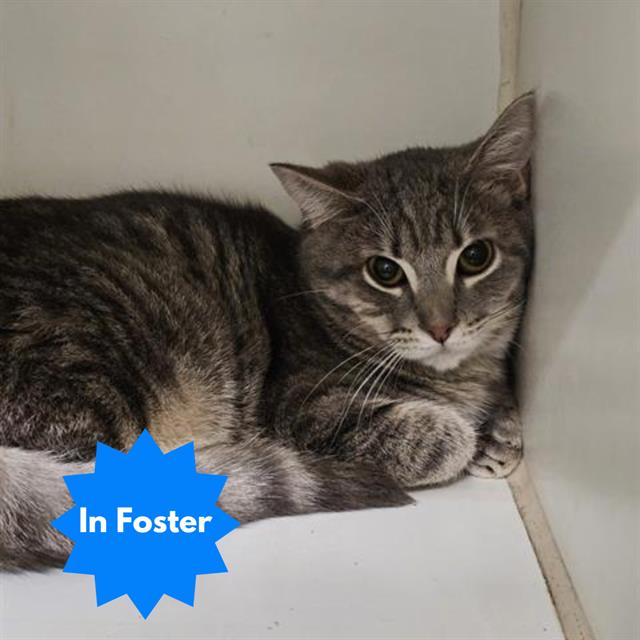 Shelter Stray Male Cat last seen Near , Indianapolis, IN 46221