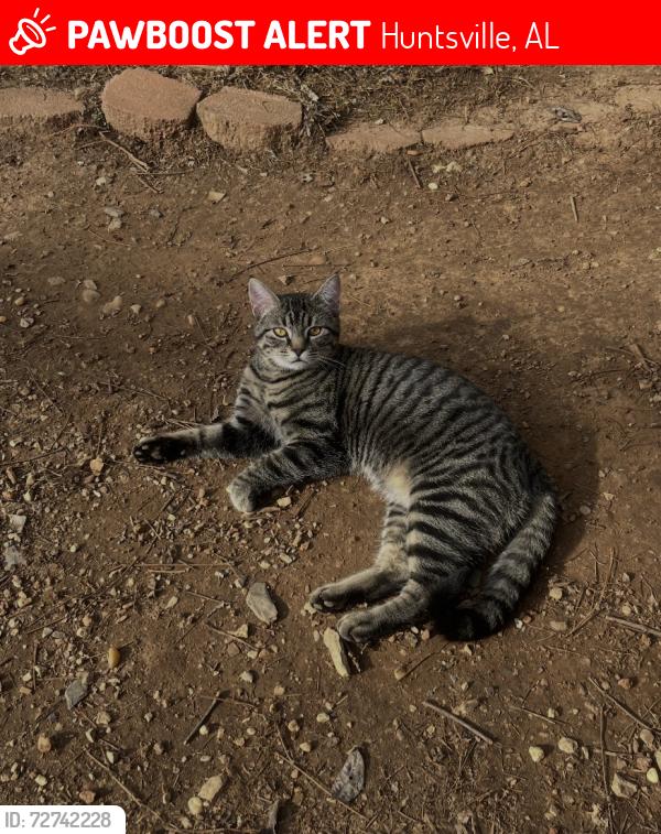 Lost Male Cat last seen Coleman and McKinley ave. 35811, Huntsville, AL 35811