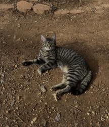 Lost Male Cat last seen Coleman and McKinley ave. 35811, Huntsville, AL 35811