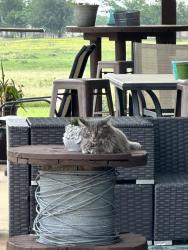 Lost Male Cat last seen Near county road 100, Hutto, TX 78634