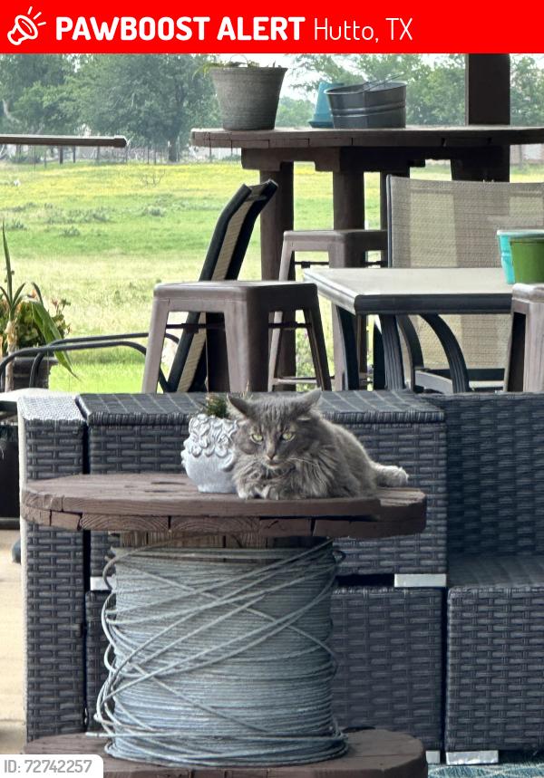 Lost Male Cat last seen Near county road 100, Hutto, TX 78634