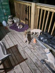 Found/Stray Female Dog last seen Near Saint Cloud Drive, Cape Fair, MO 65624
