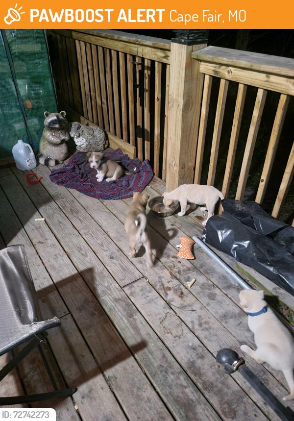 Found/Stray Female Dog last seen Near Saint Cloud Drive, Cape Fair, MO 65624