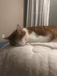 Lost Male Cat last seen Rt 413 and cold spring creamery rd, Doylestown, PA 18902