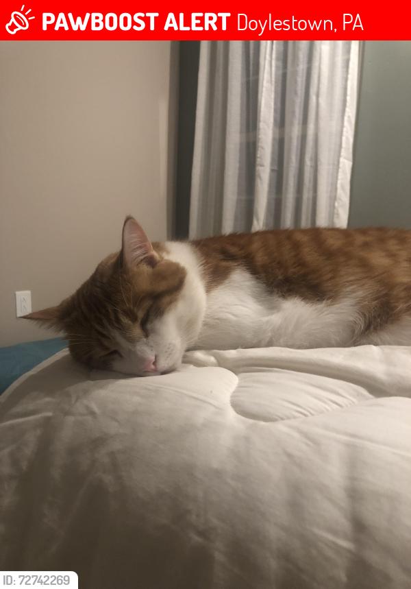 Lost Male Cat last seen Rt 413 and cold spring creamery rd, Doylestown, PA 18902