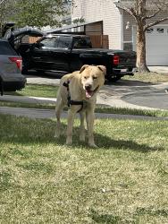 Found/Stray Male Dog last seen Espana way & 18th place , Aurora, CO 80011