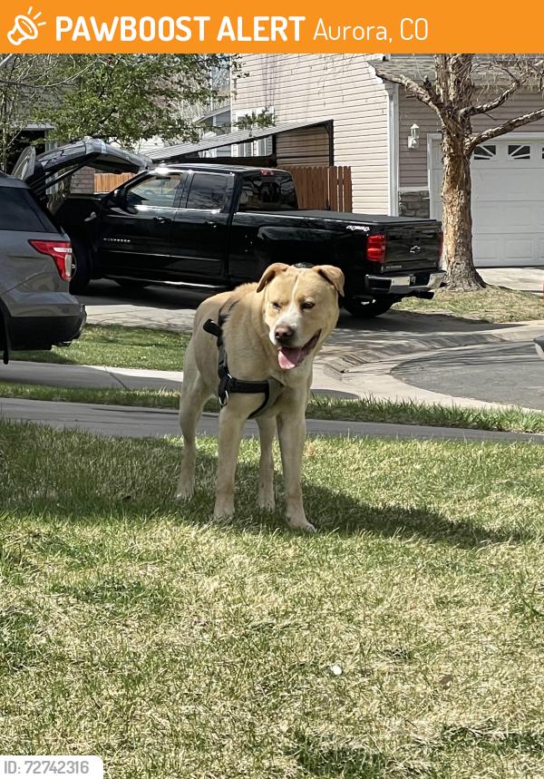 Found/Stray Male Dog last seen Espana way & 18th place , Aurora, CO 80011