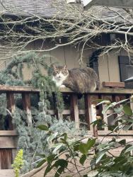 Lost Male Cat last seen Between Loyola corners and Andronicos, Los Altos, CA 94024