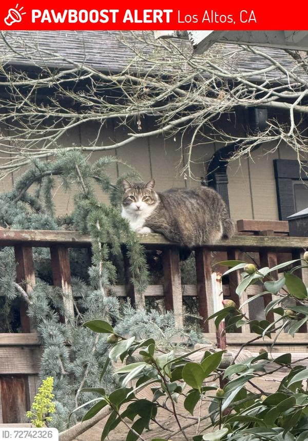Lost Male Cat last seen Between Loyola corners and Andronicos, Los Altos, CA 94024