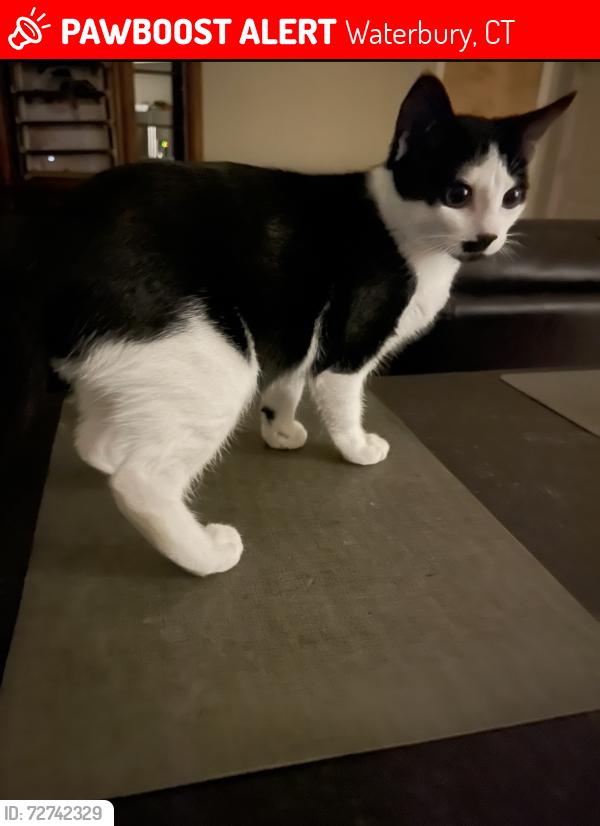 Lost Female Cat last seen No, Waterbury, CT 06708