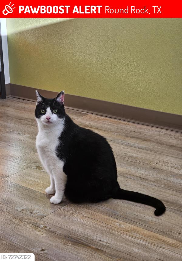 Lost Male Cat last seen Renaissance Trail and Chandler BLVD, Round Rock, TX 78665