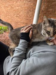Found/Stray Female Cat last seen Country Club dr, Lynn Haven, FL 32444