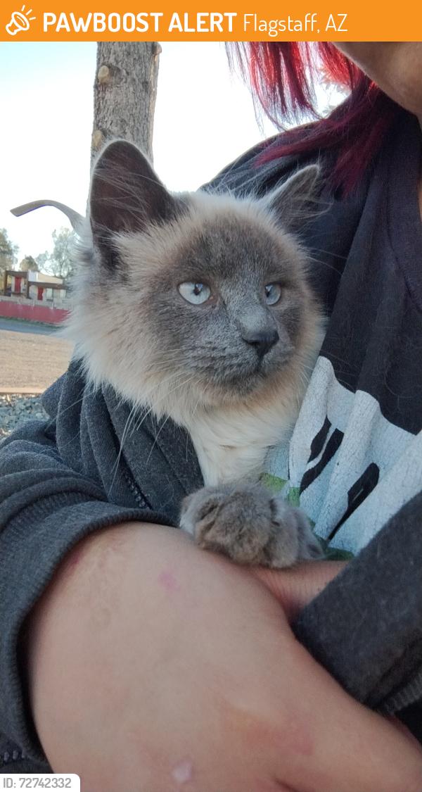 Found/Stray Female Cat last seen Taco Bell , Flagstaff, AZ 86004