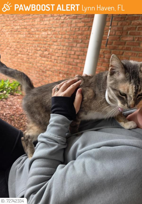 Found/Stray Female Cat last seen Country Club dr, Lynn Haven, FL 32444