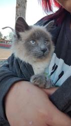 Found/Stray Female Cat last seen Taco Bell , Flagstaff, AZ 86004