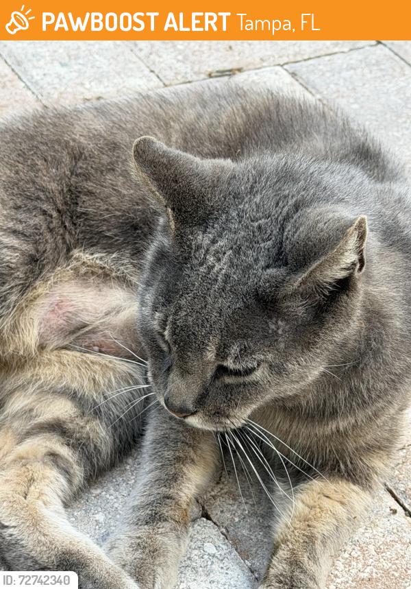 Found/Stray Male Cat last seen Willis st by school , Tampa, FL 33603