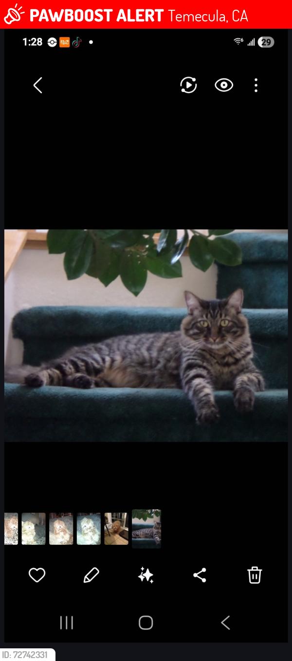 Lost Male Cat last seen Palm a DEL soul.Hurry up.My name is austin, Temecula, CA 92592