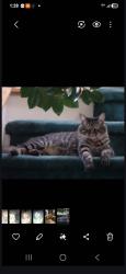 Lost Male Cat last seen Palm a DEL soul.Hurry up.My name is austin, Temecula, CA 92592