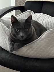Lost Male Cat last seen Paseo Lucido, San Diego, CA 92128