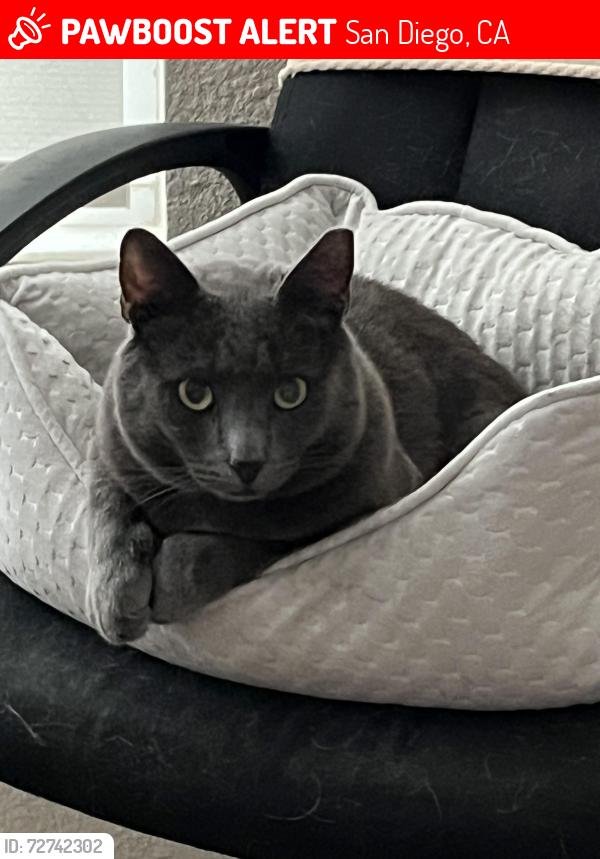 Lost Male Cat last seen Paseo Lucido, San Diego, CA 92128