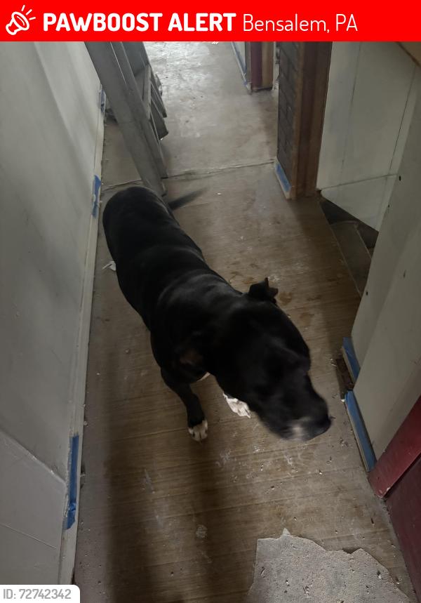 Lost Male Dog last seen State rd and dunk ferry rd, Bensalem, PA 19020