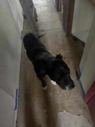 Lost Male Dog last seen State rd and dunk ferry rd, Bensalem, PA 19020