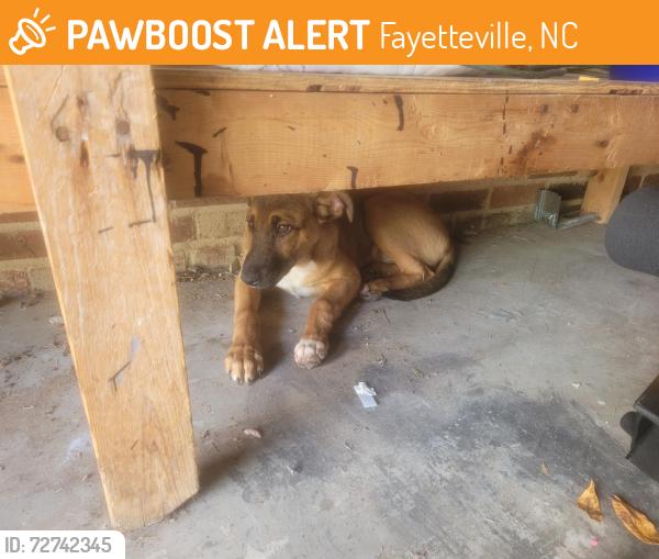 Found/Stray Male Dog last seen Patrick Dr, Fayetteville, NC 28314, Fayetteville, NC 28314