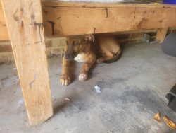 Found/Stray Male Dog last seen Patrick Dr, Fayetteville, NC 28314, Fayetteville, NC 28314