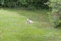 Found/Stray Unknown Dog last seen mt olive dr and laurel ridge dr, Decatur, GA 30033