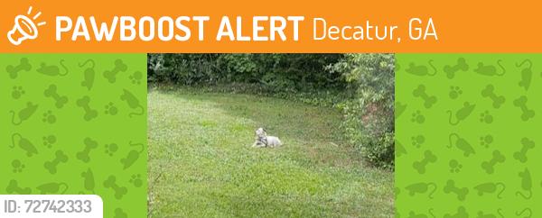 Found/Stray Unknown Dog last seen mt olive dr and laurel ridge dr, Decatur, GA 30033