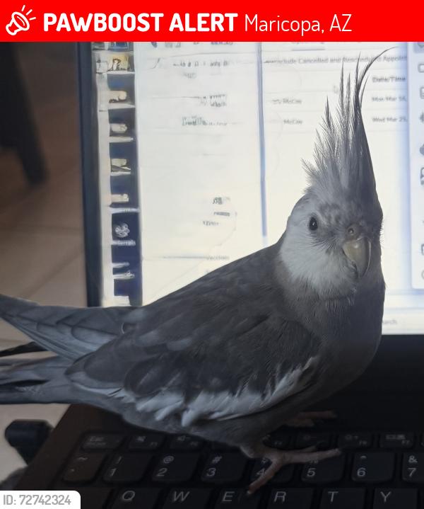 Lost Unknown Bird last seen Bowlin Rd & Regeant Dr, Maricopa, AZ 85138