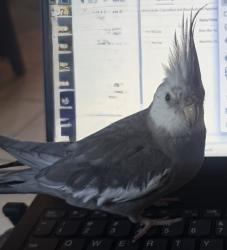 Lost Unknown Bird last seen Bowlin Rd & Regeant Dr, Maricopa, AZ 85138