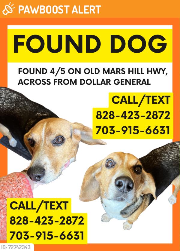 Found/Stray Male Dog last seen Dollar General , Old Mars Hill Hwy, NC 28787