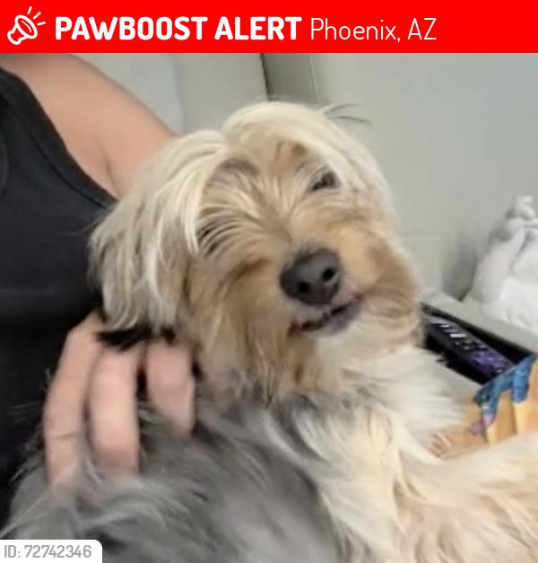 Lost Female Dog last seen Arizona state fair , Phoenix, AZ 85007