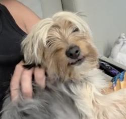 Lost Female Dog last seen Arizona state fair , Phoenix, AZ 85007