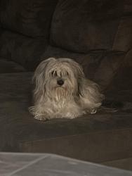 Lost Male Dog last seen Chapel Hill Durham , Durham, NC 27707