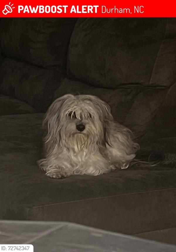 Lost Male Dog last seen Chapel Hill Durham , Durham, NC 27707