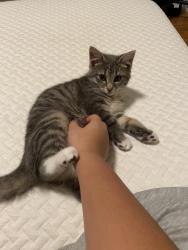 Lost Male Cat last seen Jackson nj, Jackson Township, NJ 08527