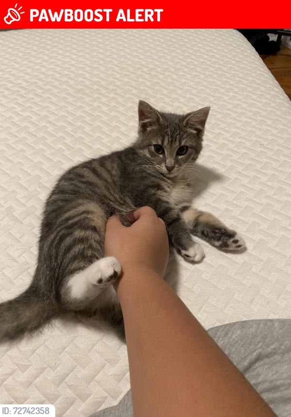 Lost Male Cat last seen Jackson nj, Jackson Township, NJ 08527