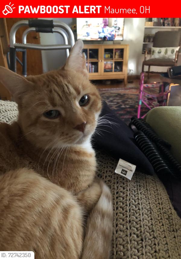 Lost Male Cat last seen Michigan St. and River Rd., Maumee, Maumee, OH 43537