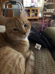 Lost Male Cat last seen Michigan St. and River Rd., Maumee, Maumee, OH 43537