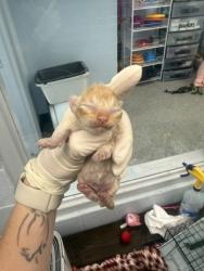 Shelter Stray Male Cat last seen New Bern, NC 28562, New Bern, NC 28562